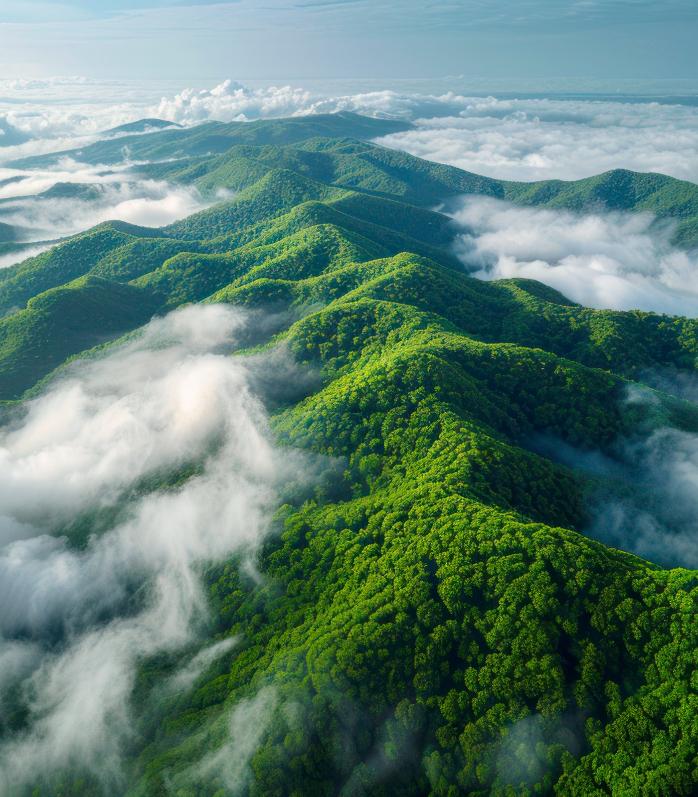 Forested mountain ridge above the clouds: clean air